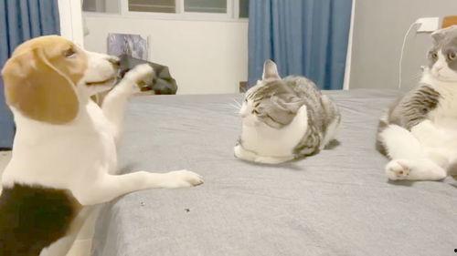 吃瓜群众抢眼的图片大全,图片大全里的趣味瞬间