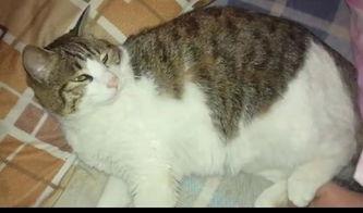 猫咪吃瓜群众生活日记,瓜群众生活的点点滴滴