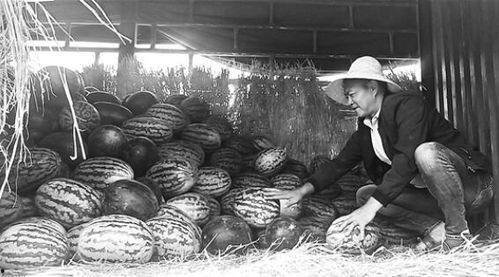 西宁最新吃瓜群众事件,网络热议背后的真相与反思