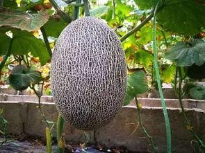 吃瓜群众看瓜娃子图片